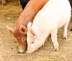 Image result for Zornia punctatissima