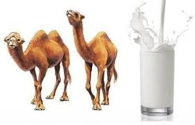 The prevalence of autism has increased over the last several decades. 10 Benefits Of Camel Milk For Autism