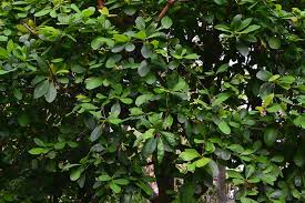 Image result for Terminalia tricristata