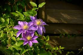 This group consists of the clematis that blooms early usually winter or early spring. How To Prune Clematis Plants