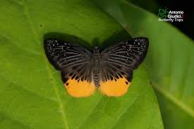 Image result for Trichoneura