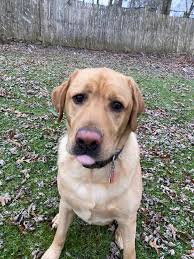 Do other Labradors hate getting wet?