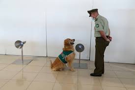 Socks with pet faces uk. Virus Sniffing Dogs Could Shorten Test Lines At Airports U K Study Finds The Japan Times