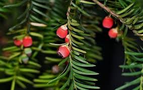 Yew Tree Symbolism Sun Signs Ancient Tree Tree Symbols