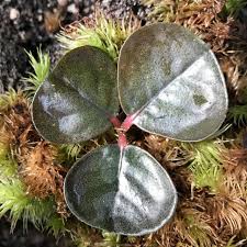 Image result for Ardisia