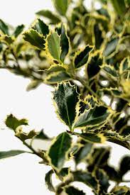 Check spelling or type a new query. Variegated English Holly For Sale Online The Tree Center