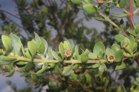 Image result for Pemphis