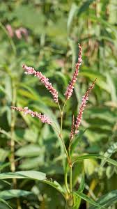 Image result for Persicaria barbata