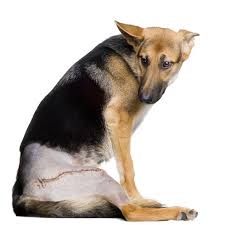 Hund ellenbogen dysplasie operation kosten. Leistungen Sprungkraft Tierphysiotherapie Wesel