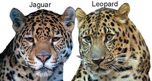 Are Leopards And Jaguars The Same Jaguar Animal Leopard Pictures Wild Cats