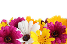A pink carnation means affection, while a red carnation means 'i love you.' striped carnations means regret that a love is not shared, while white these spicy flowers can stand for varied meanings, including both warnings and change. Daisy Flower Meaning Flower Meaning