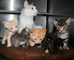 Rescue Cat Gives Birth To Three Kittens But Suddenly Becomes A Mother To Six Mama Cat Pregnant Cat Cats