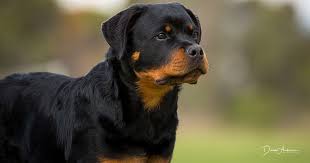 They are all health guarantee, up to date on shots, akc registered and very playful. Rottweiler Breeders Australia Rottweiler Info Puppies