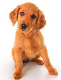 Elmwood golden irish at elmwood golden irish we strive to provide golden irish puppies that are high quality family friendly dogs. Golden Irish Dog Breed Health Temperament Training Feeding And Puppies Petguide