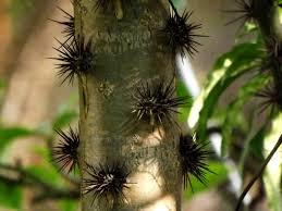 Luis diego and adolfo garcía. Mom Golap Or Rose Cactus Pereskia Bleo
