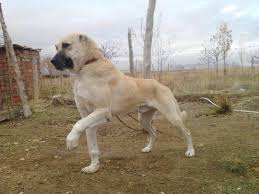 Pin On Turkish Kangal Dog