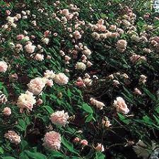 Cecile Brunner Climbing David Austin Roses David Austin Roses Rose Plants