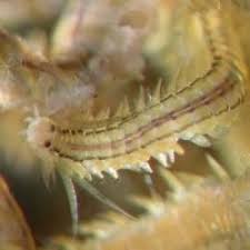 Image result for Eulalia aurea