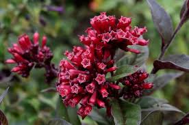 Image result for Cestrum × cultum