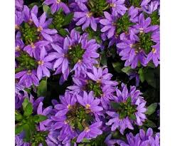 Image result for Scaevola
