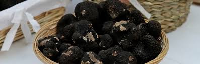 All the while, the truffles and host trees experience a symbiotic relationship, during which the truffles help the tree get nourishing phosphorous from the soil while the tree roots feed glucose to the growing truffles. How To Grow Truffles Insteading
