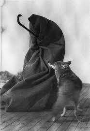 To spend three consecutive days in the same room as a wild coyote. Joseph Beuys Coyote Perfection Of Perplexion