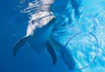 Discounts at local sister attractions, including the florida aquarium, clearwater marine aquarium, and the museum of science and industry. St Petersburg Clearwater Fairflight Reisemagazin