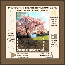 Flowering cherry trees zone 9. Caring For Cherry Trees In Washington Dc Cherry Blossom Festival U S National Park Service