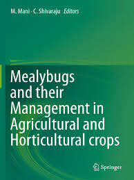The beetle (ladybird, ladybeetle) cryptolaemus montrouzieri (mealybug destroyer), predating a citrus mealybug. M Mani C Shivaraju Eds Mealybugs And Their Management In Agricultural And Horticultural Crops Springer India 2016 Anatomical Terms Of Location Insects