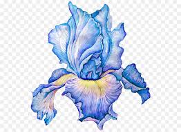 Loose watercolor iris/flower painting tutorial / step by step/ easy for beginners/ floral friday. Blue Iris Flower