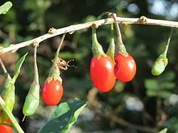 Image result for Lycium pilifolium