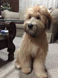 Soft Coated Wheaten Terrier Best Quiet Dog Breeds For Apartment In 2021 Wheaten Terrier Puppy Wheaton Terrier Wheaten Terrier