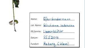 Check spelling or type a new query. Neophyten Herbarisieren Ein Herbar Anlegen Analog Oder Digital