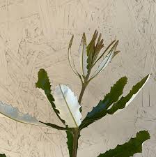 Image result for Boscia integrifolia