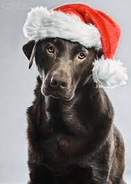 Labrador Christmas Chocolate Labrador In Christmas Hat 42 27153229 Rights Managed Christmas Dog Labrador Christmas Animals