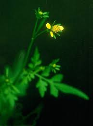 Image result for Bidens bipinnata