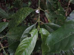 Image result for Lasianthus kilimandscharicus