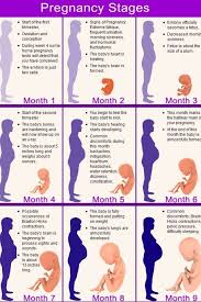 Pin Di Pregnancy Calculator