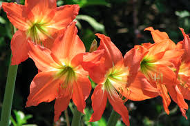 Image result for Hippeastrum puniceum