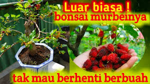 Bonsai Murbei Berbuah Tanpa Henti Youtube