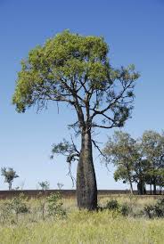 This picture, titled large seed pods in tree, was taken in botswana by tiffany roufs. Australian Bottle Tree Info Learn About Kurrajong Bottle Trees