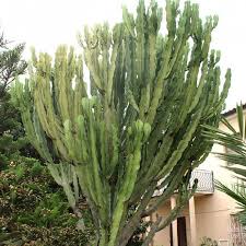 Image result for Euphorbia candelabrum