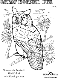 Owl Coloring Pages Owl Coloring Pages Animal Coloring Pages Bird Coloring Pages