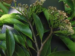 Image result for Maranthes floribunda