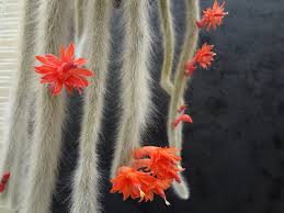 If your cactus starts to turn brown or yellow. Monkey S Tail Cactus 10 Seeds Rareplant