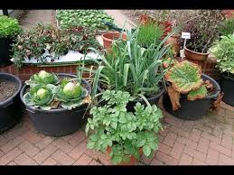 best vegetables grow in containers