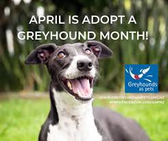 Our rehoming team lead abbie gives her top tips on taking your four legged friend in to work with you: Re Homing Racing Greyhounds Rnz