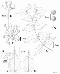 Image result for Warneckea sp.