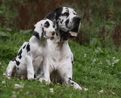 We adopt and rescue all great danes and find them safe, responsible, loving homes as inside members of the family. Great Dane Puppies Sale Los Angeles Great Dane Puppy Great Dane Harlequin Great Dane Puppy