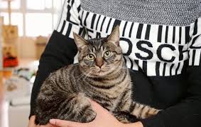 Lanhua Cat Picture 19